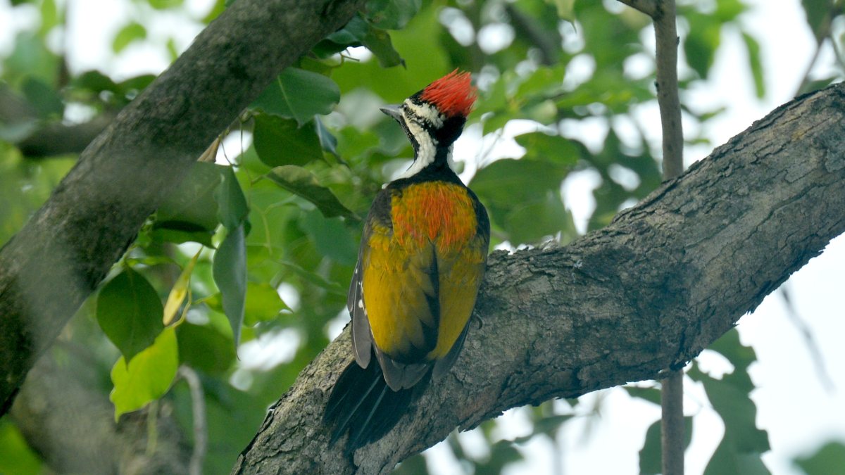Black-rumped flameback perches on tree branch in Siliguri