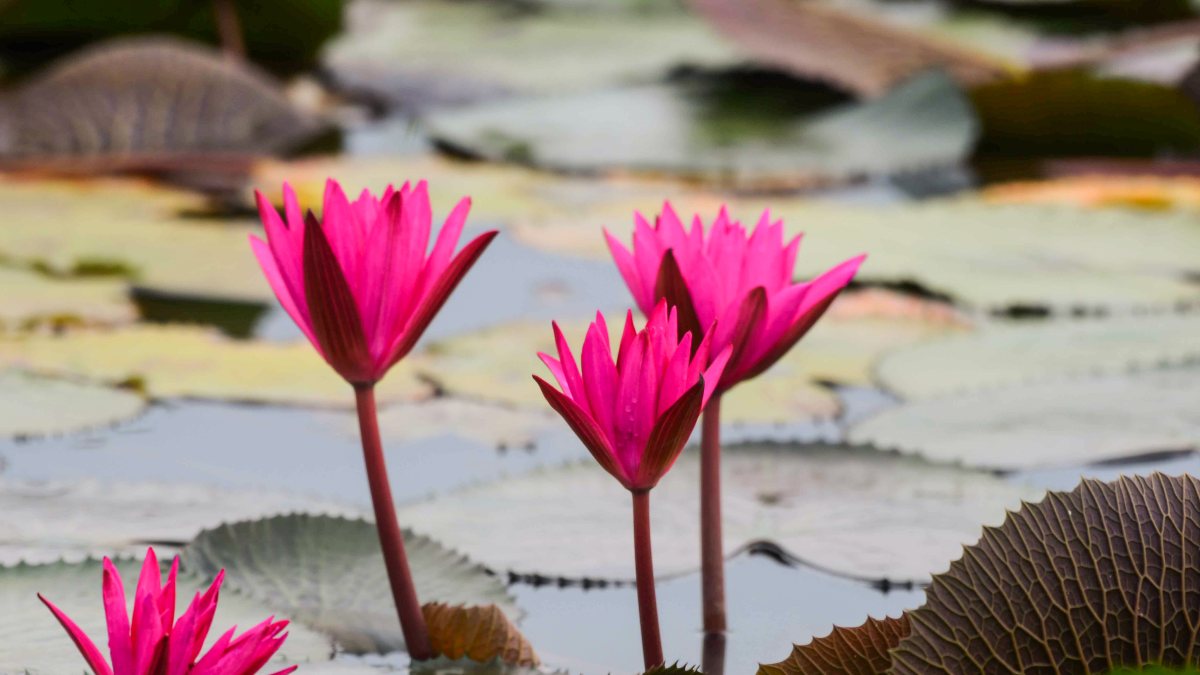 Pink water lilies bloom in Nagaon lake