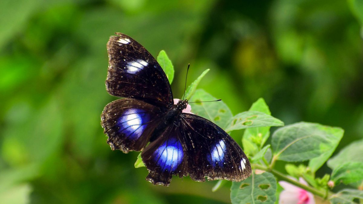 Butterfly perches on flower in Nagaon