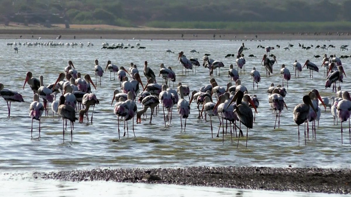 Waterbirds flock to Tamira Parani wetlands in Thoothukudi