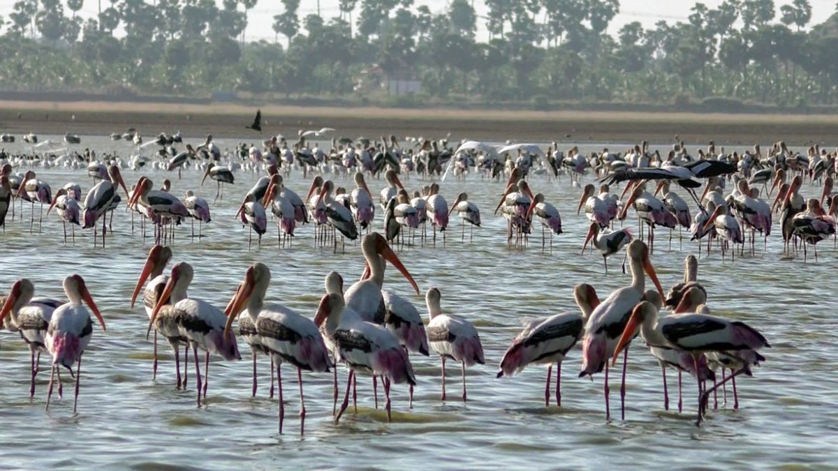 Waterbirds flock to Tamira Parani wetlands in Thoothukudi