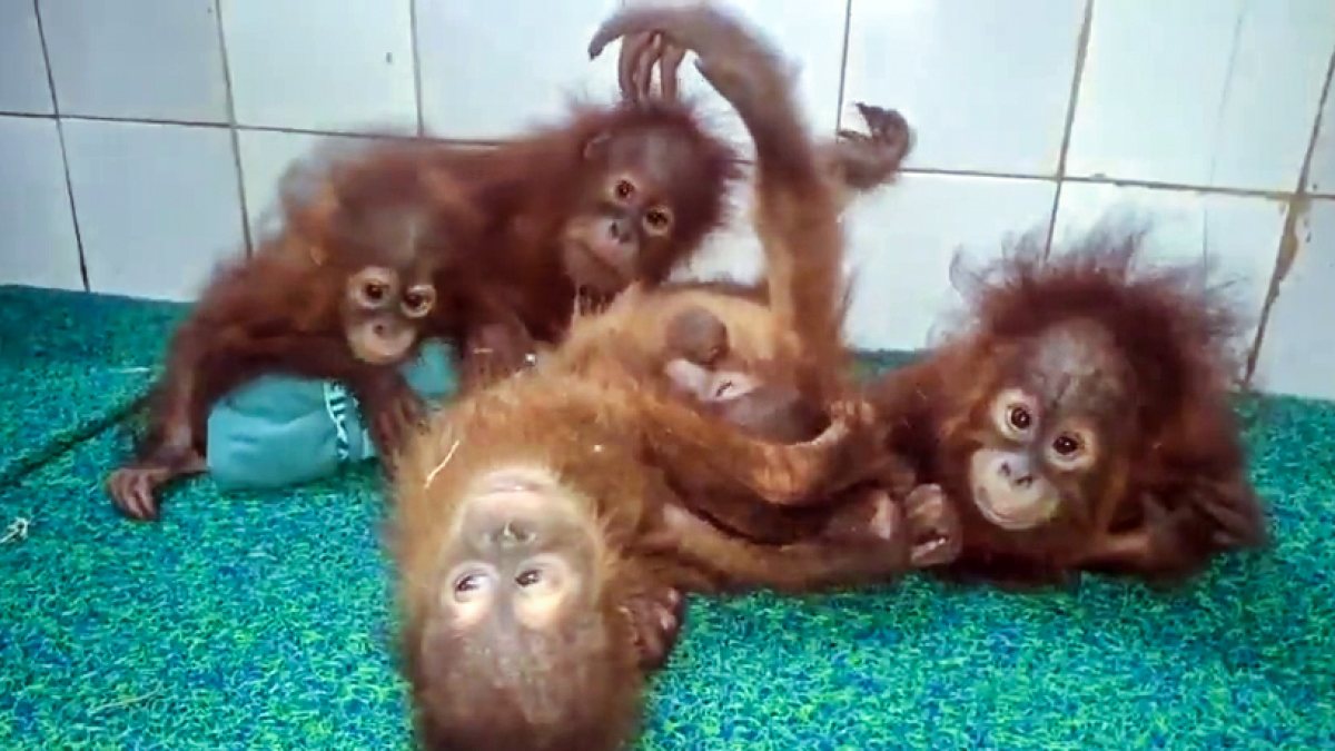 Five baby orangutans quarantined after rare discovery in Odisha forest