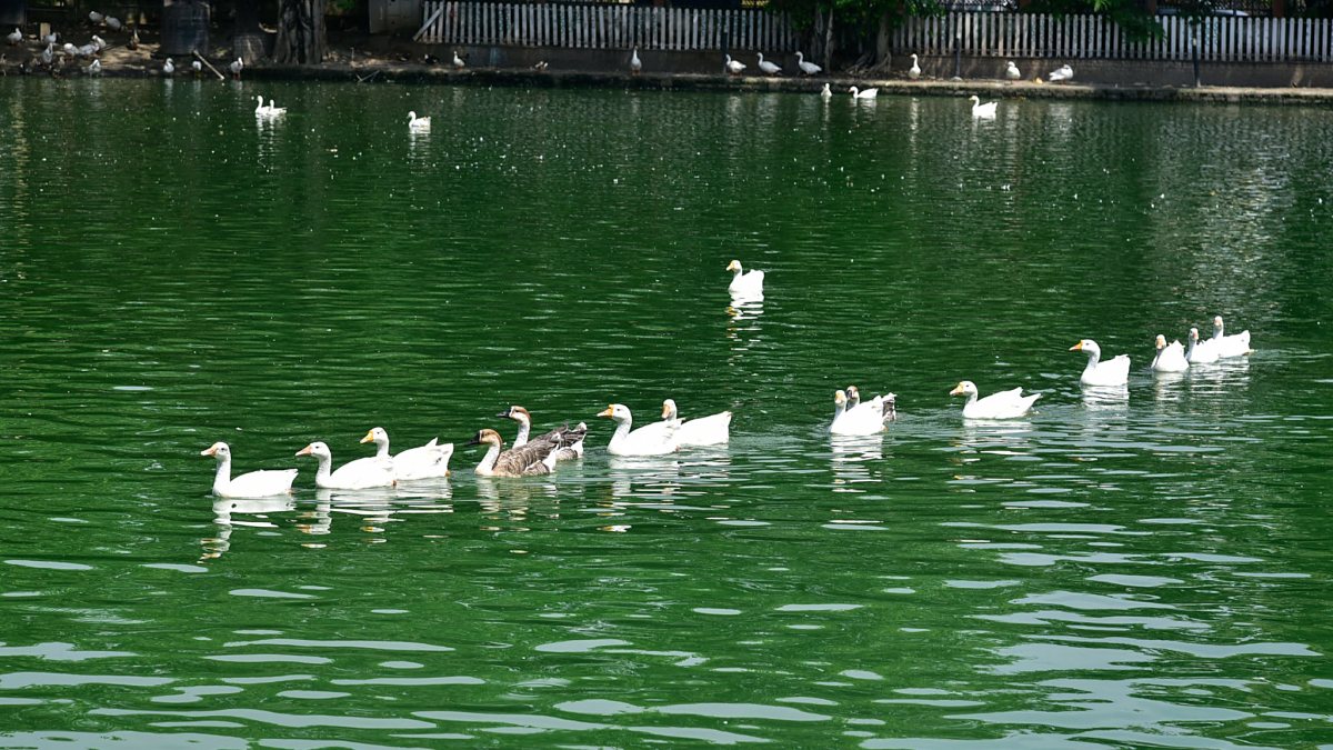 Ducks glide across a calm pond in Guwahati
