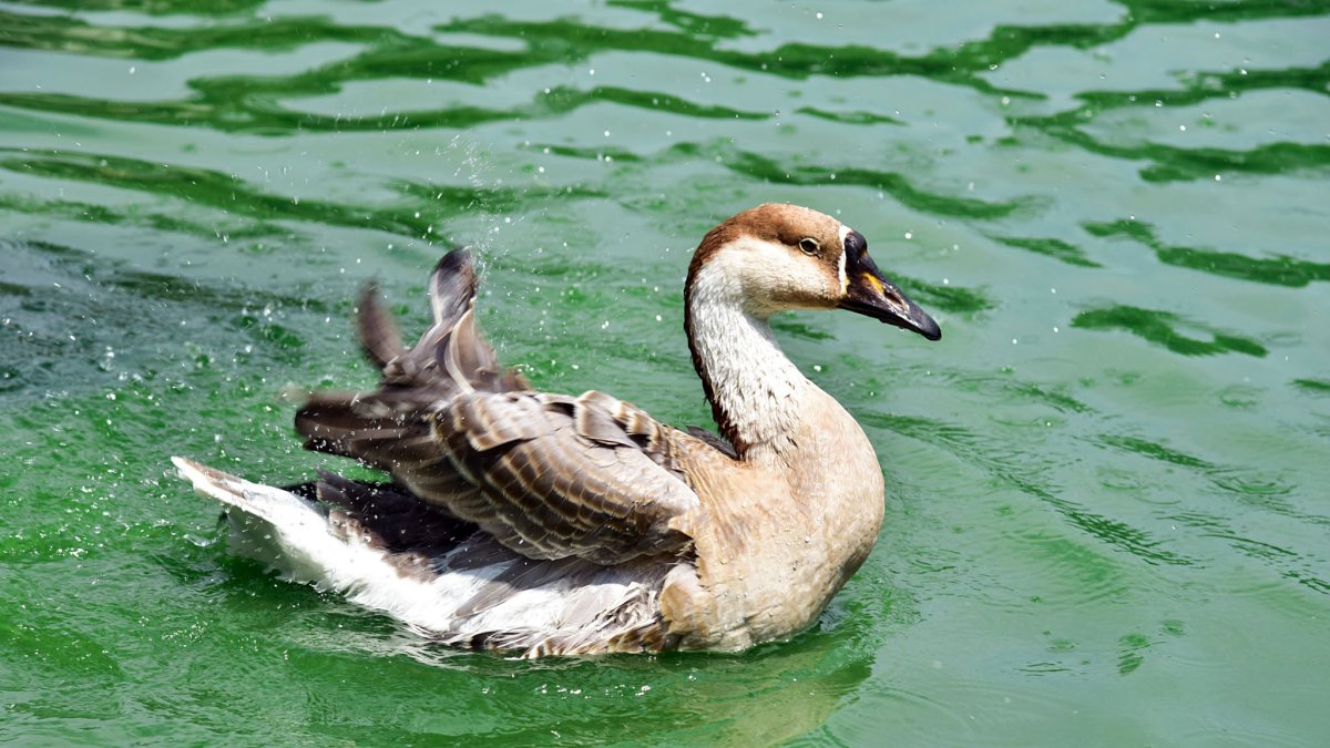 Duck splashes in Guwahati pond