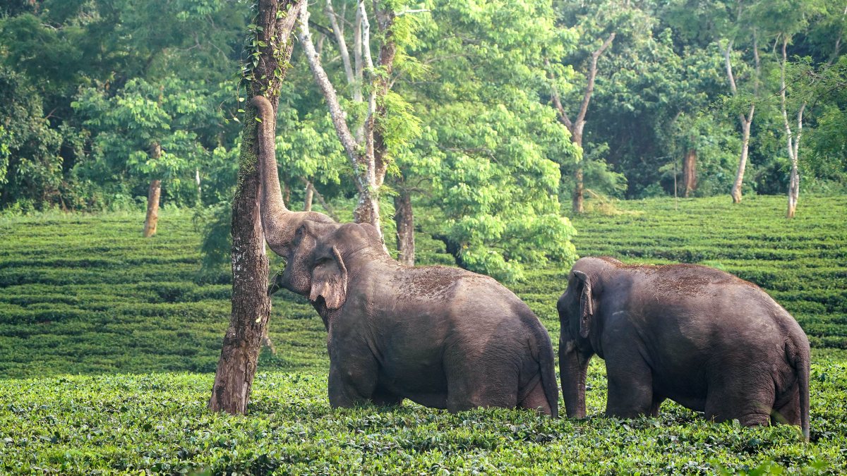 Wild elephants roam tea gardens in Kaziranga National Park