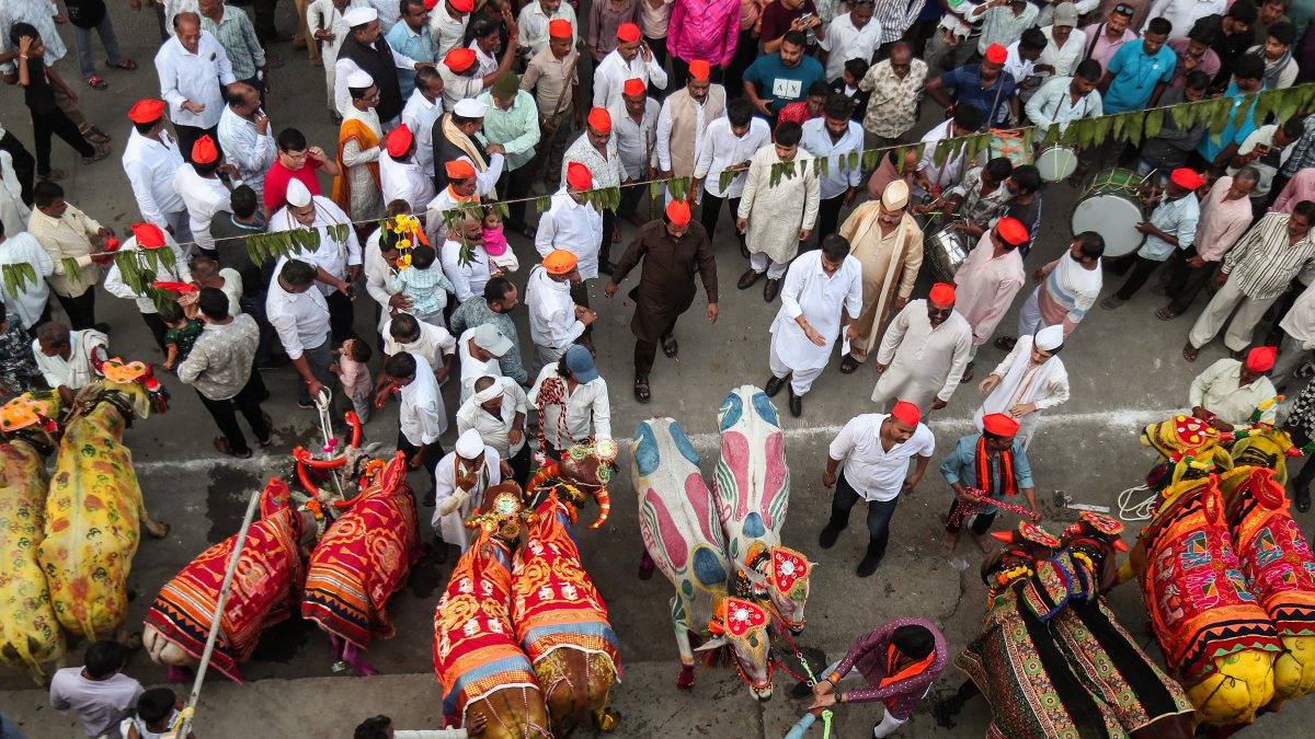 Farmers celebrate Bail Pola with decorated bulls in Nagpur