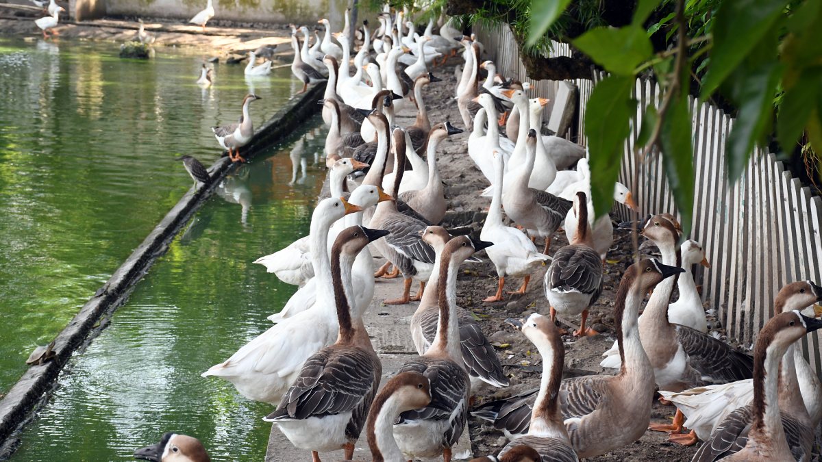 Geese and turtle enjoy pleasant weather at Guwahati pond