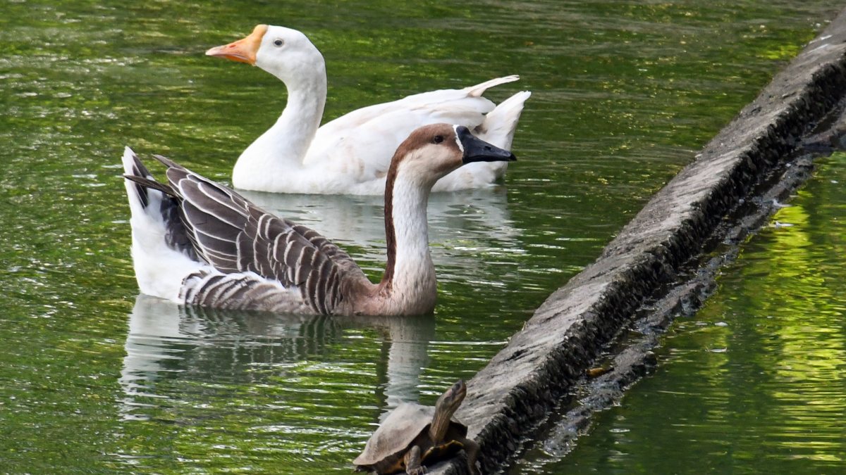 Geese and turtle enjoy pleasant weather at Guwahati pond