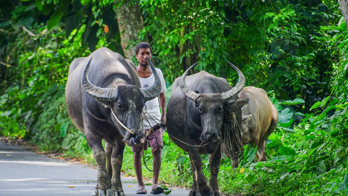 Villager guides buffaloes in Nagaon village