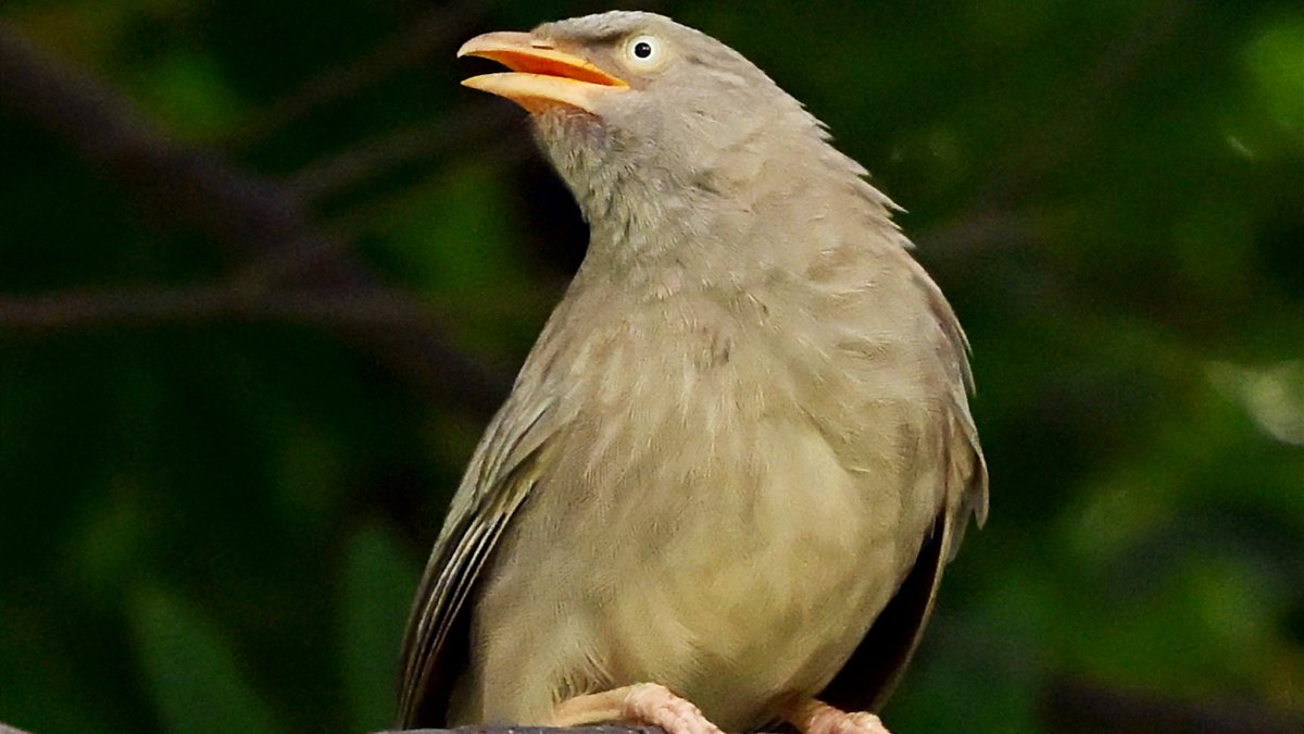 Jungle Babbler perches on tree branch at Ghaziabad park