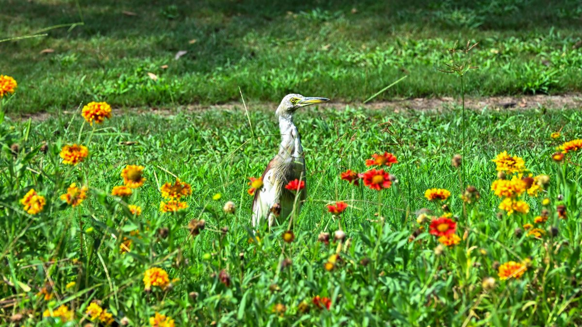 Indian pond heron among grass and flowers in Ghaziabad park