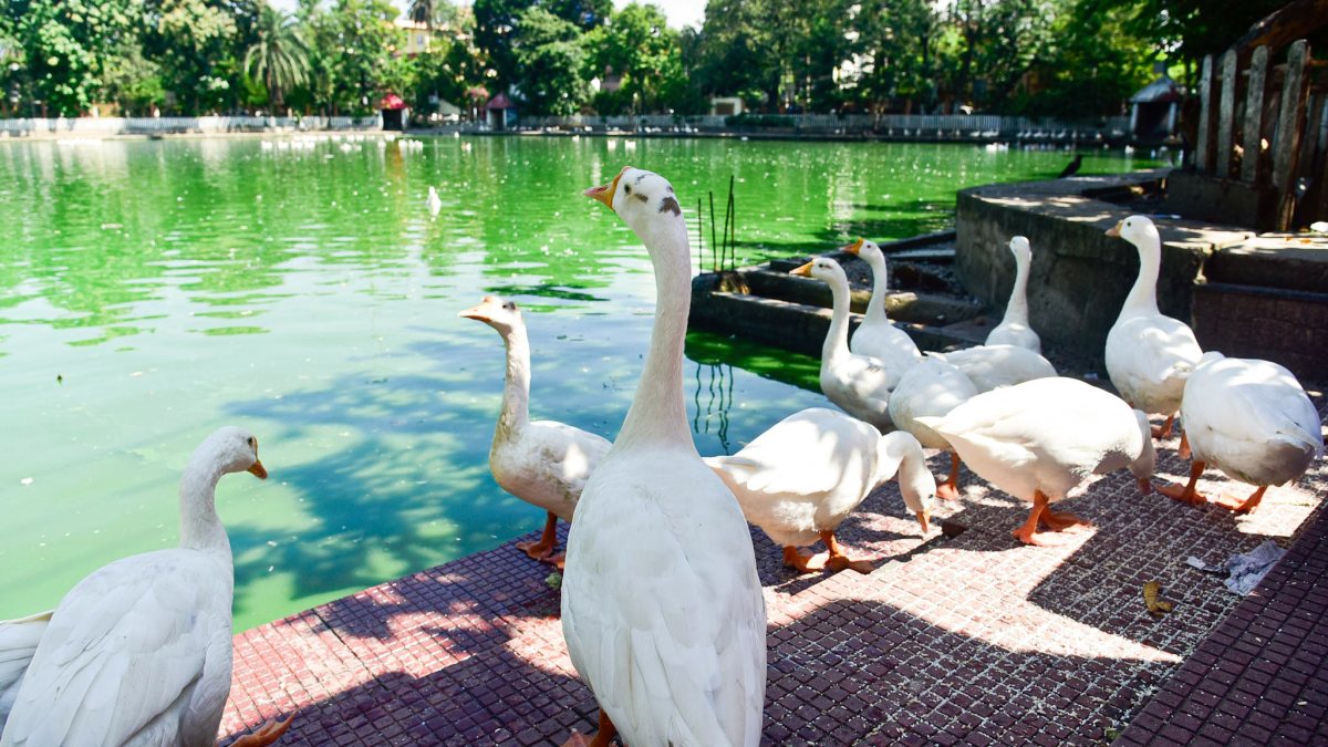 Flock of swans gathers on Guwahati pond bank