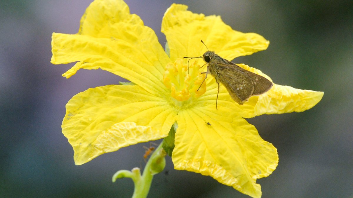 Brown skipper butterfly eats nectar from flower in Siliguri