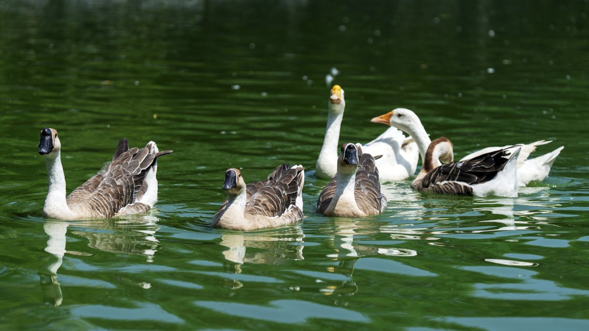 Geese swim in a Guwahati pond