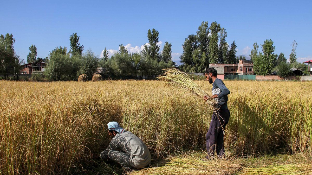 Farmers harvest paddy crops in Anantnag field