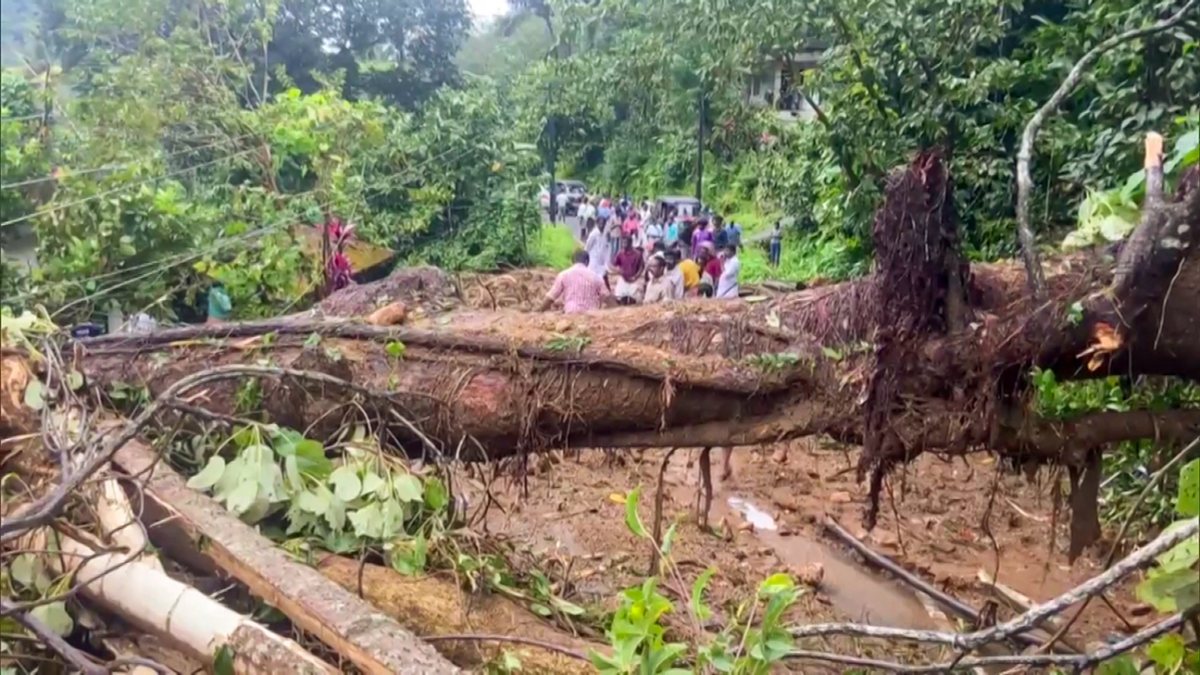 Uprooted tree seen after landslide in Idukki