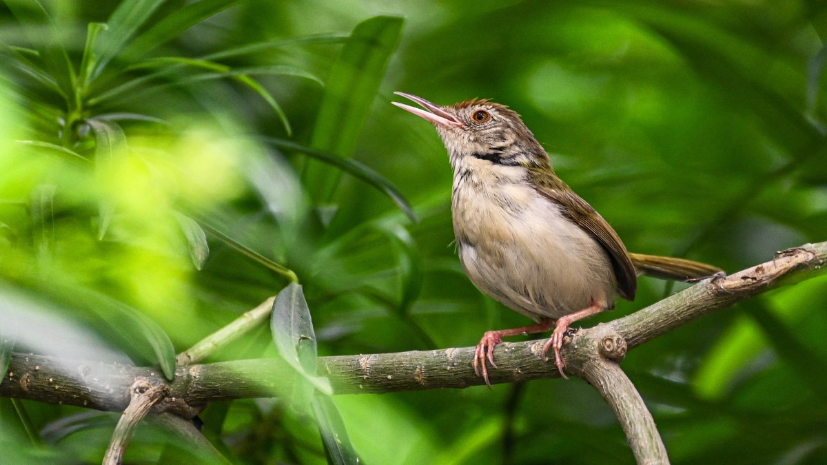 Common tailorbird perches on tree branch in New Delhi