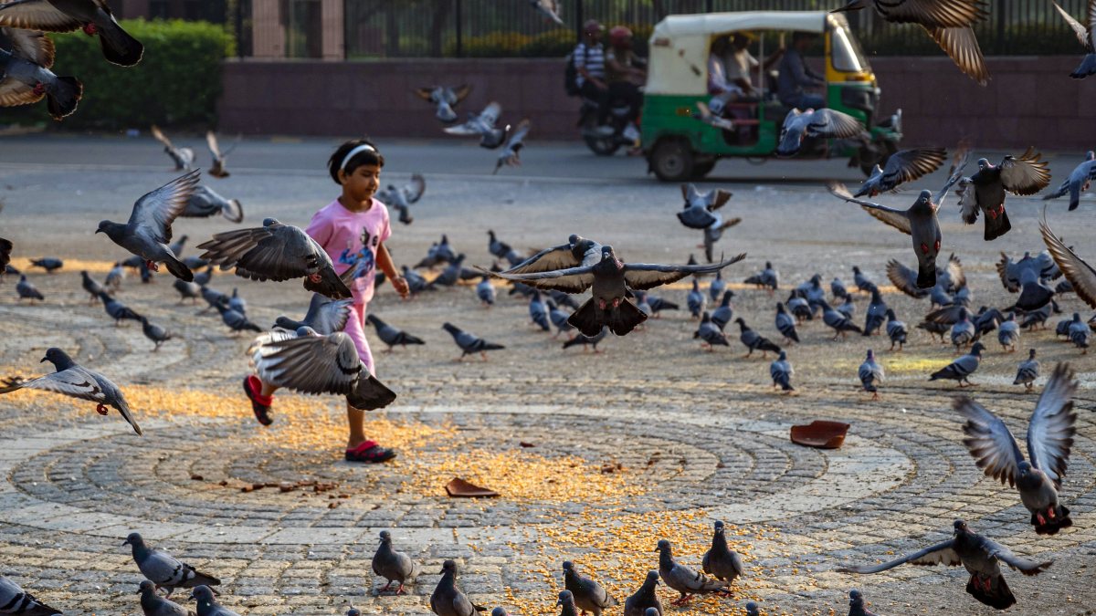 Child runs among pigeons on Delhi sidewalk