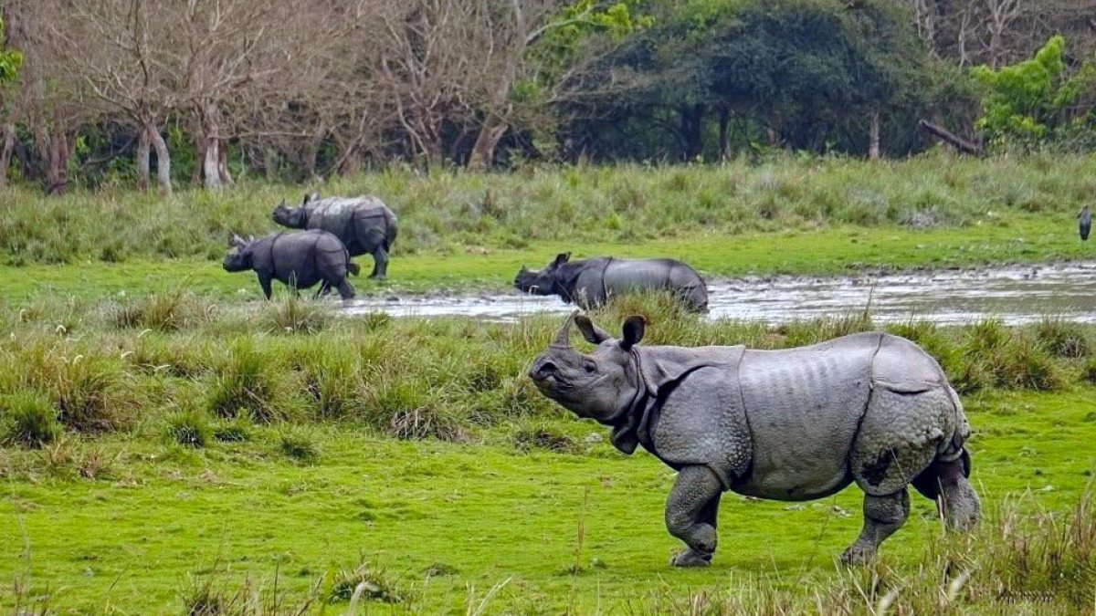 PM Modi shares rhino photo on World Rhino Day