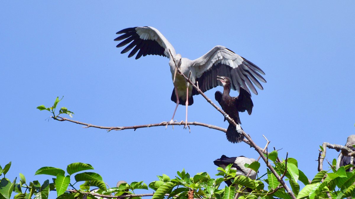 Openbill stork and cormorant perch on branch in Nagaon