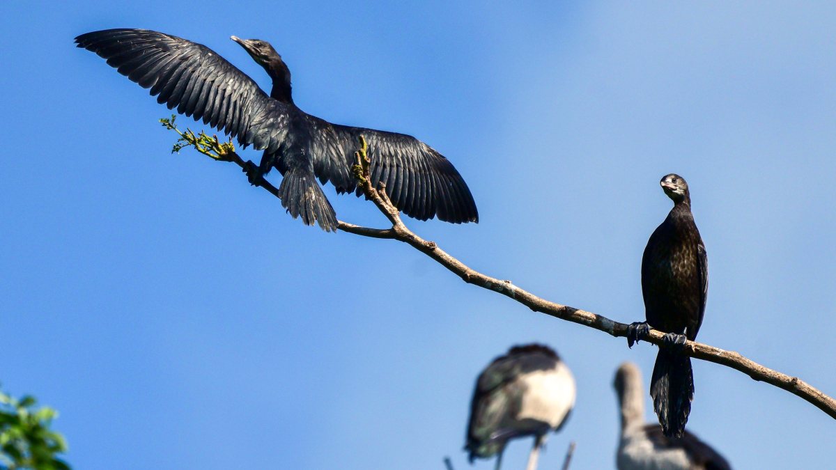 Two cormorants perch on tree branch in Nagaon
