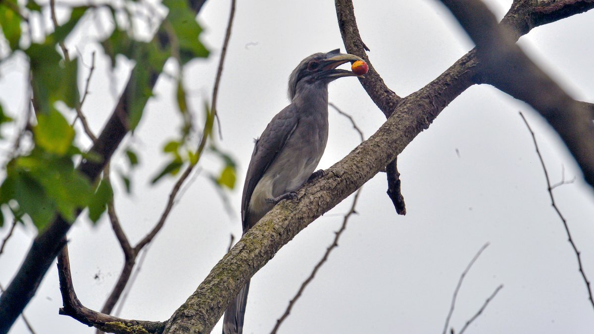 Indian grey hornbill eats fruit on tree branch in Siliguri