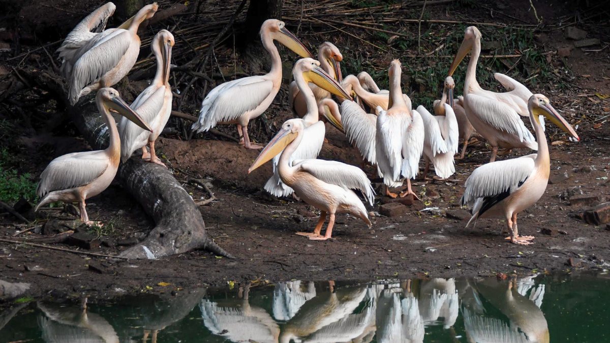 Rosy pelicans flock at Assam State Zoo in Guwahati