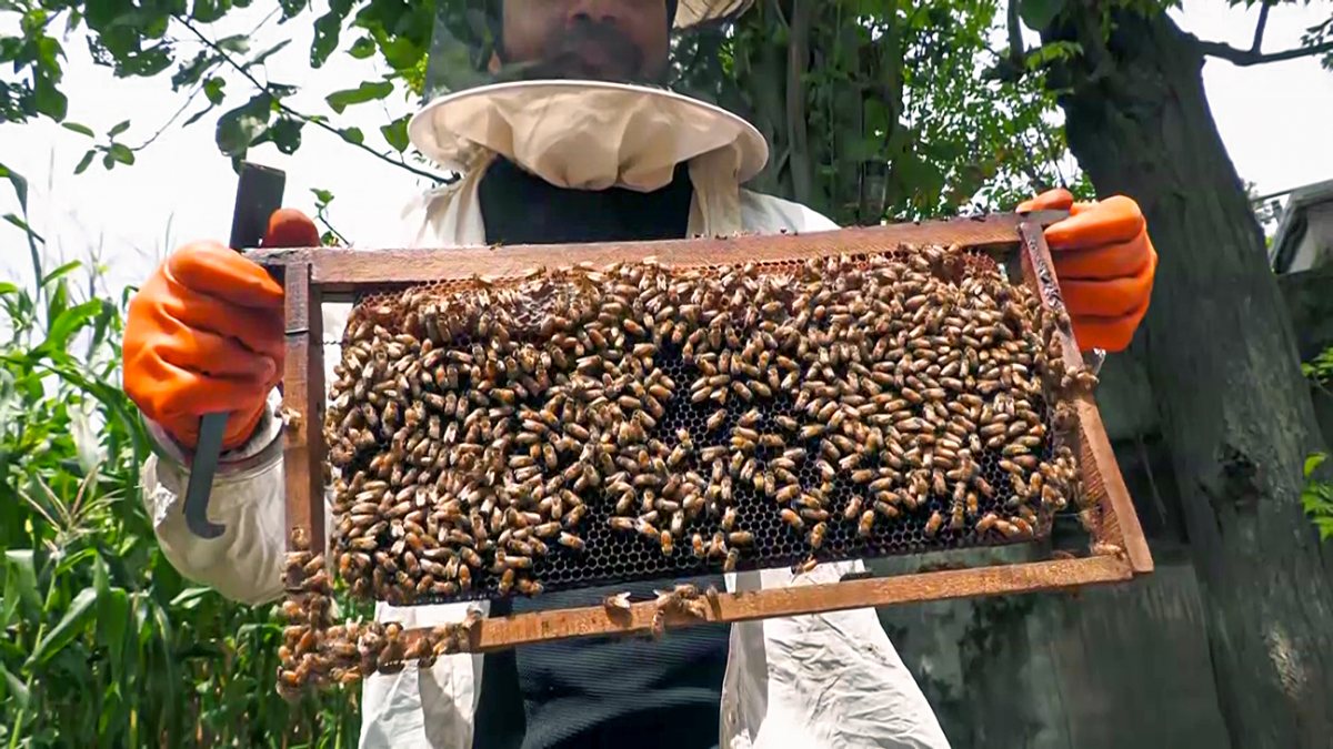 Farmer produces organic honey in Poonch village