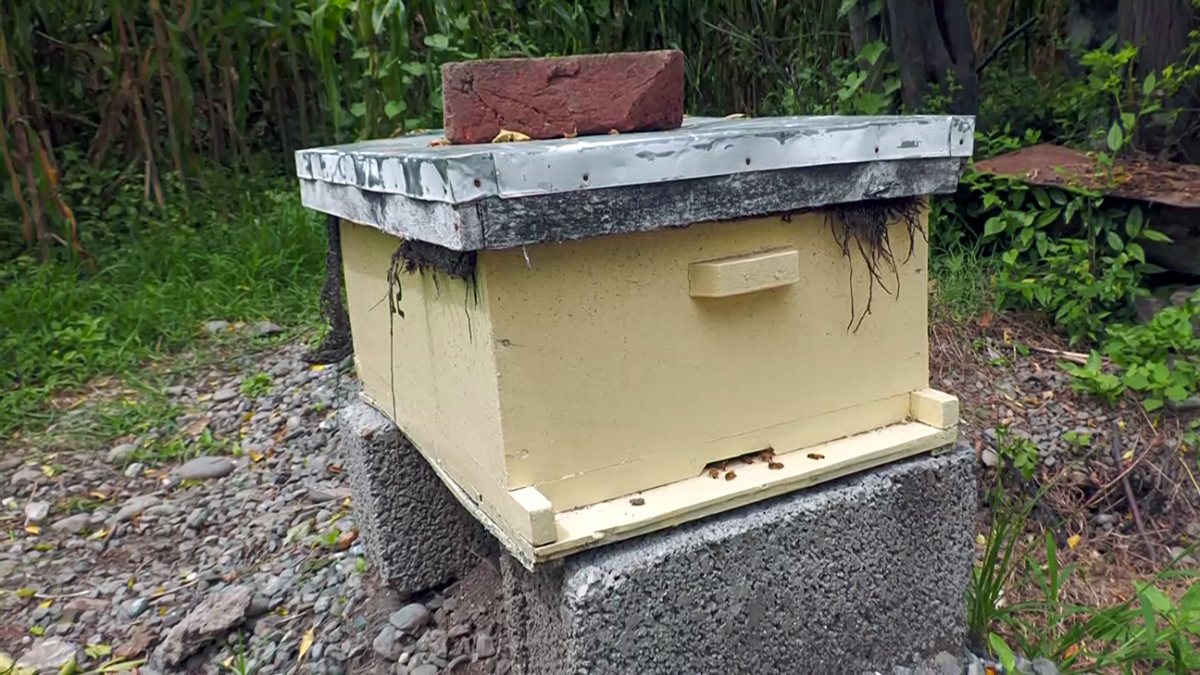 Farmer produces organic honey with wooden beehive in Poonch