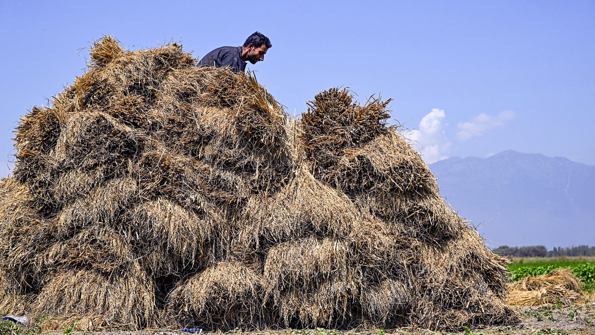 Farmer arranges harvested paddy for threshing near Srinagar