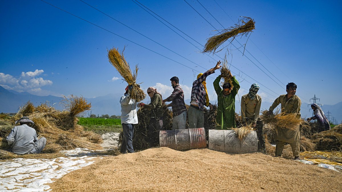 Farmers thresh paddy during harvest season near Srinagar