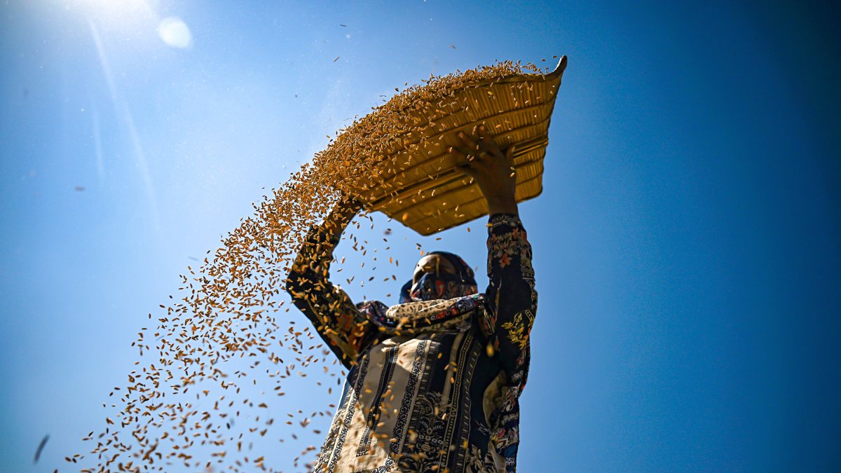 Farmer winnows paddy during harvest near Srinagar