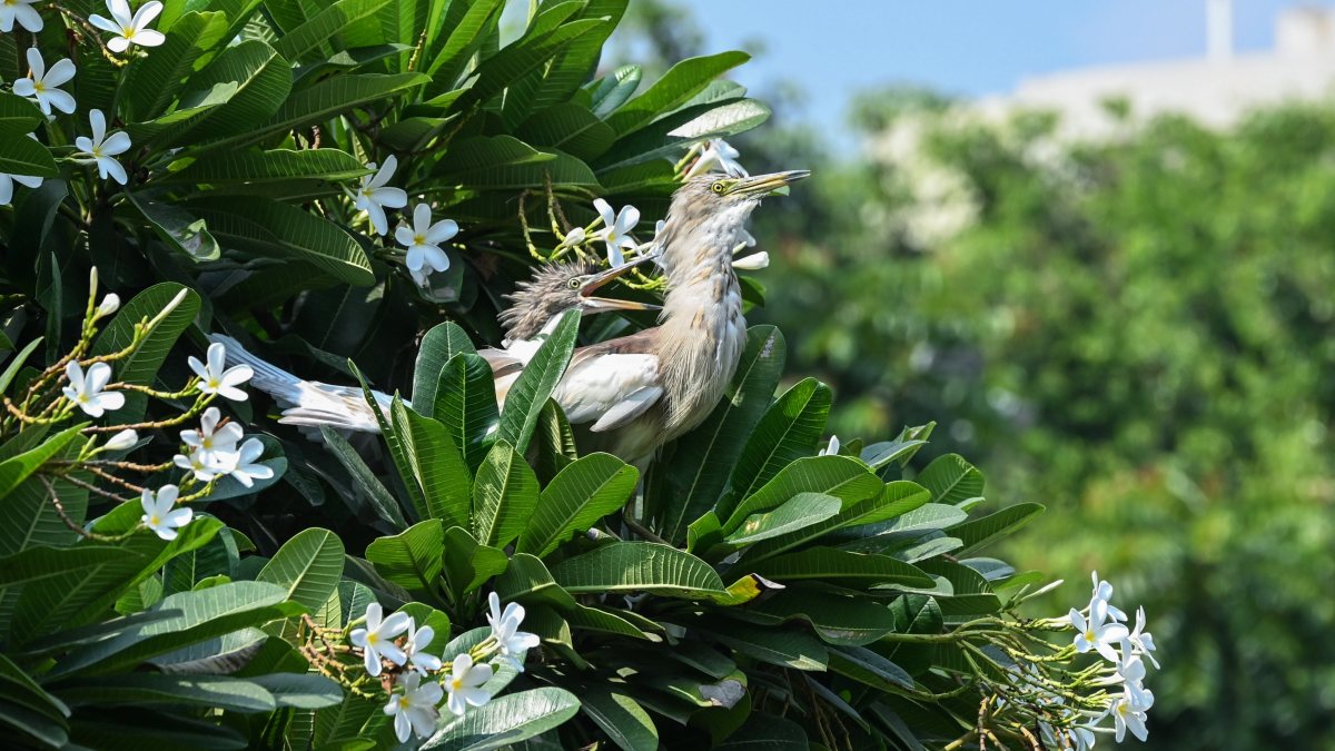 Indian pond herons perch on Champa tree branch in Ghaziabad