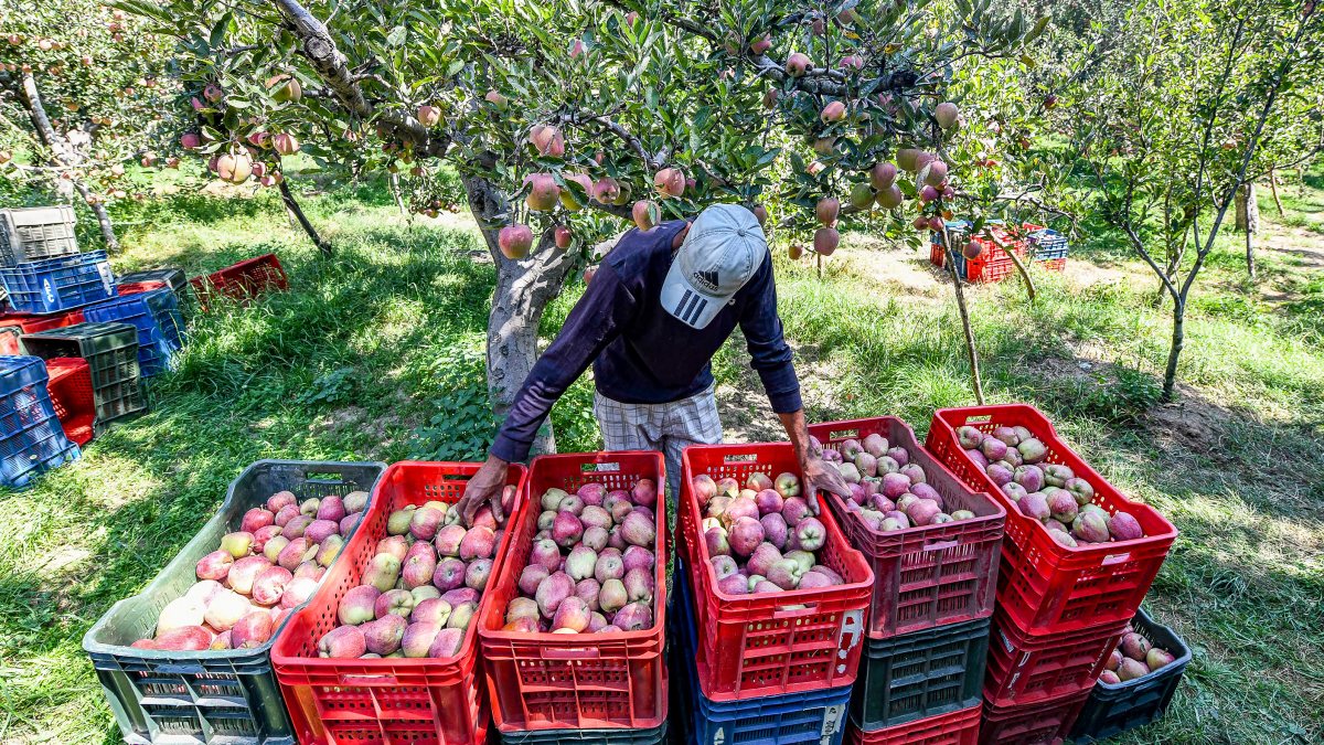 Farmer sorts fresh apples at Pulwama orchard harvest