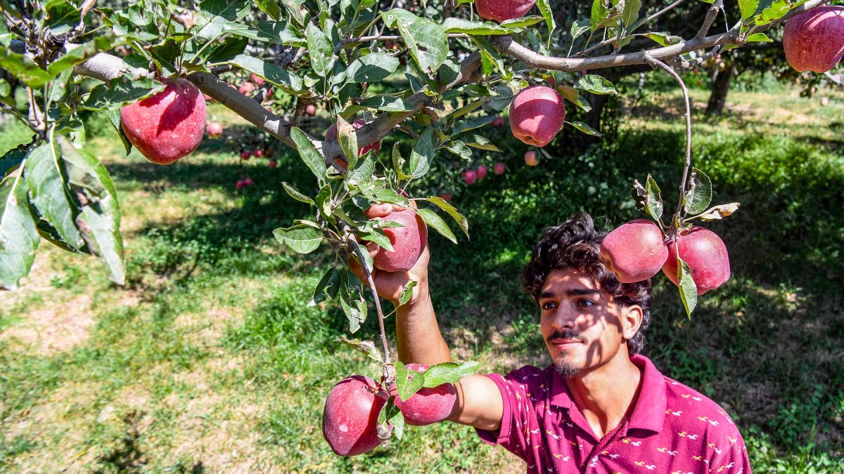 Apple harvest season begins in Pulwama orchards