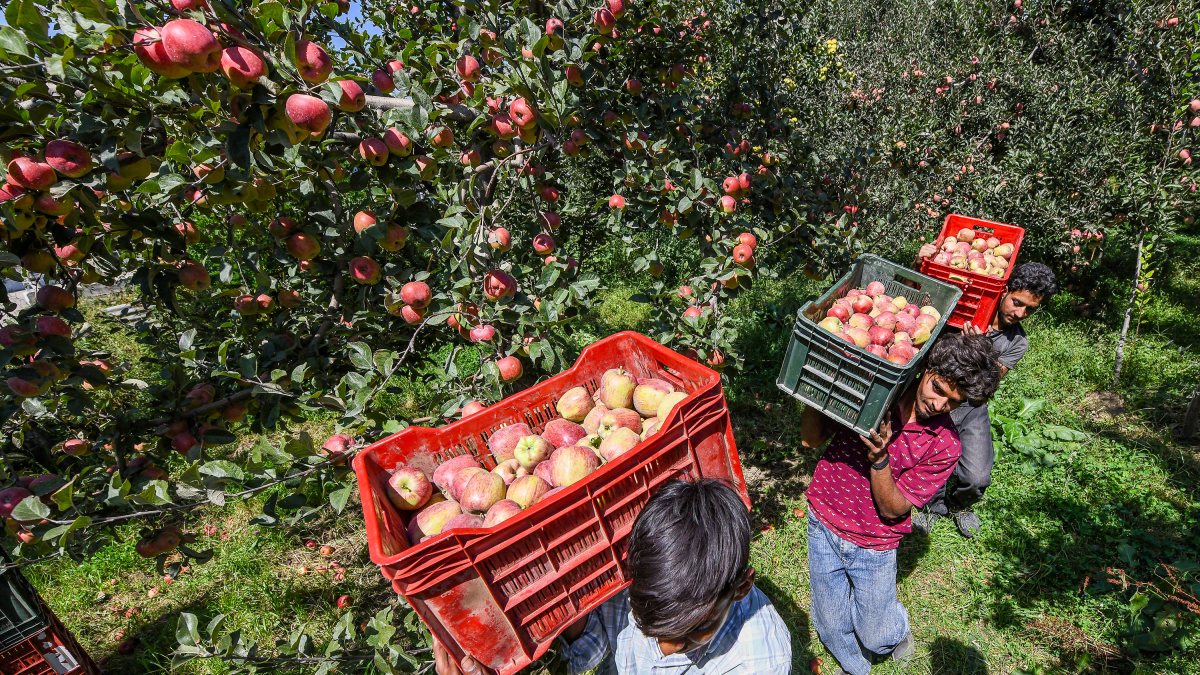 Apple harvest season underway in Pulwama