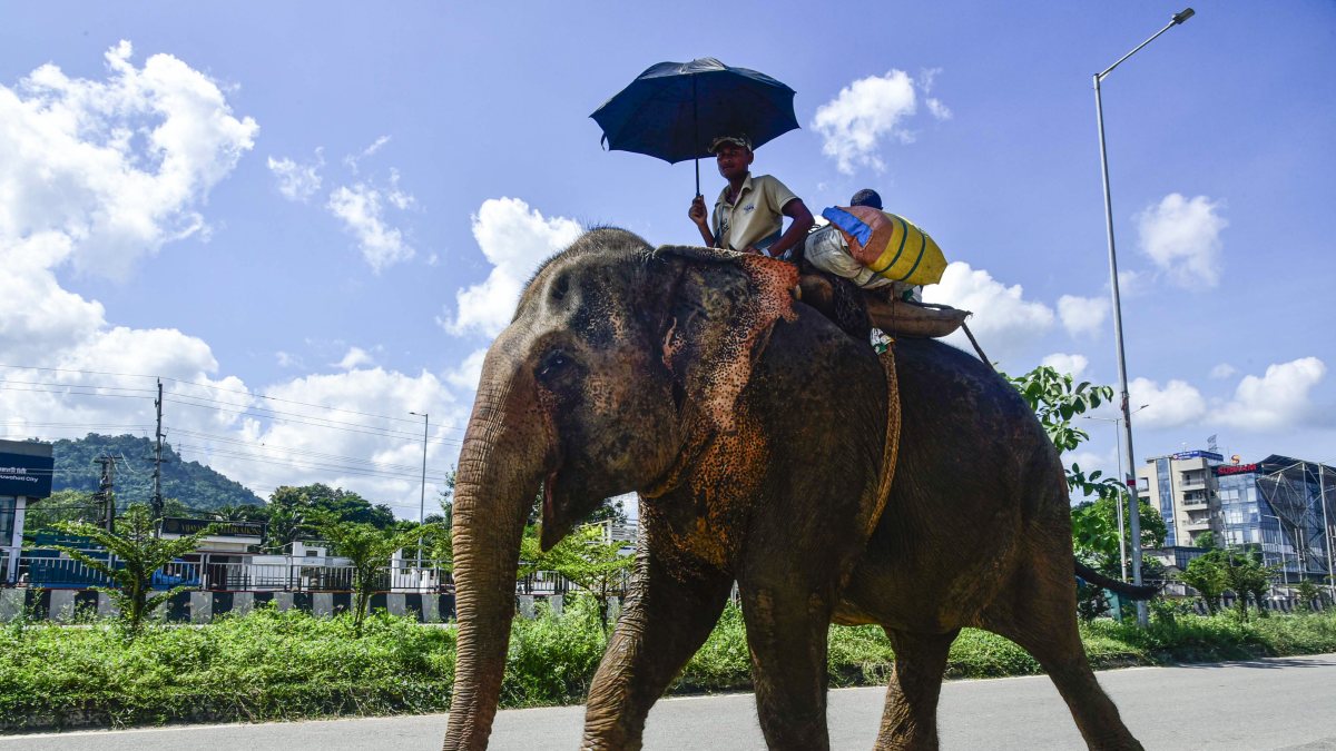 Mahout holds umbrella on elephant in Guwahati