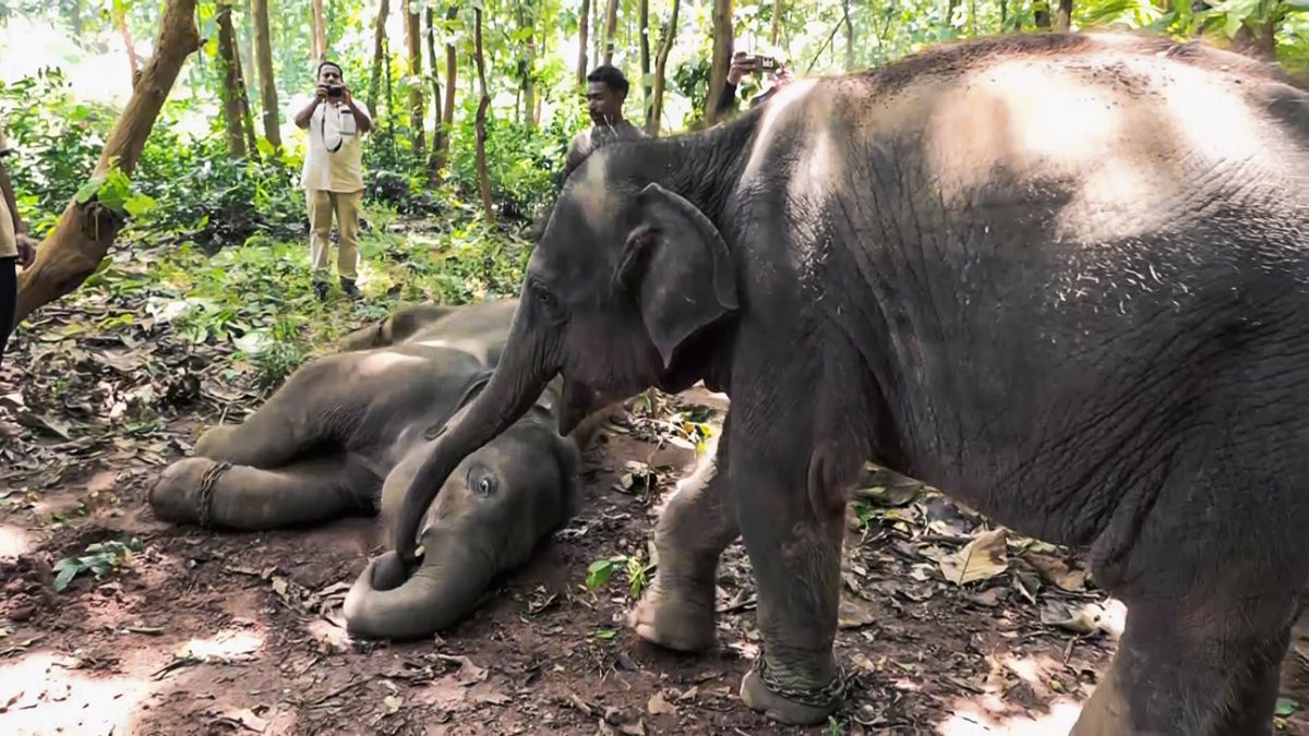 Elephants at Kumki training centre in Chandaka wildlife division