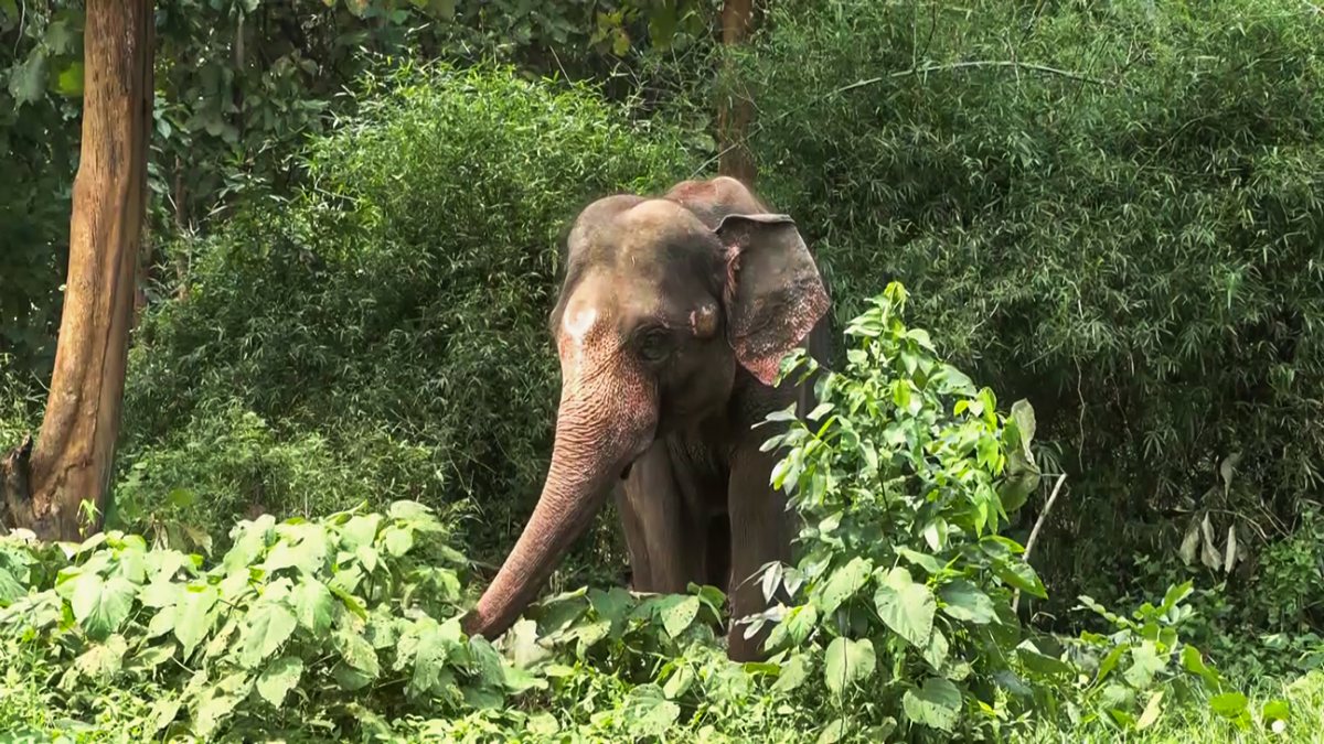 Elephant at Kumki training centre in Chandaka wildlife division