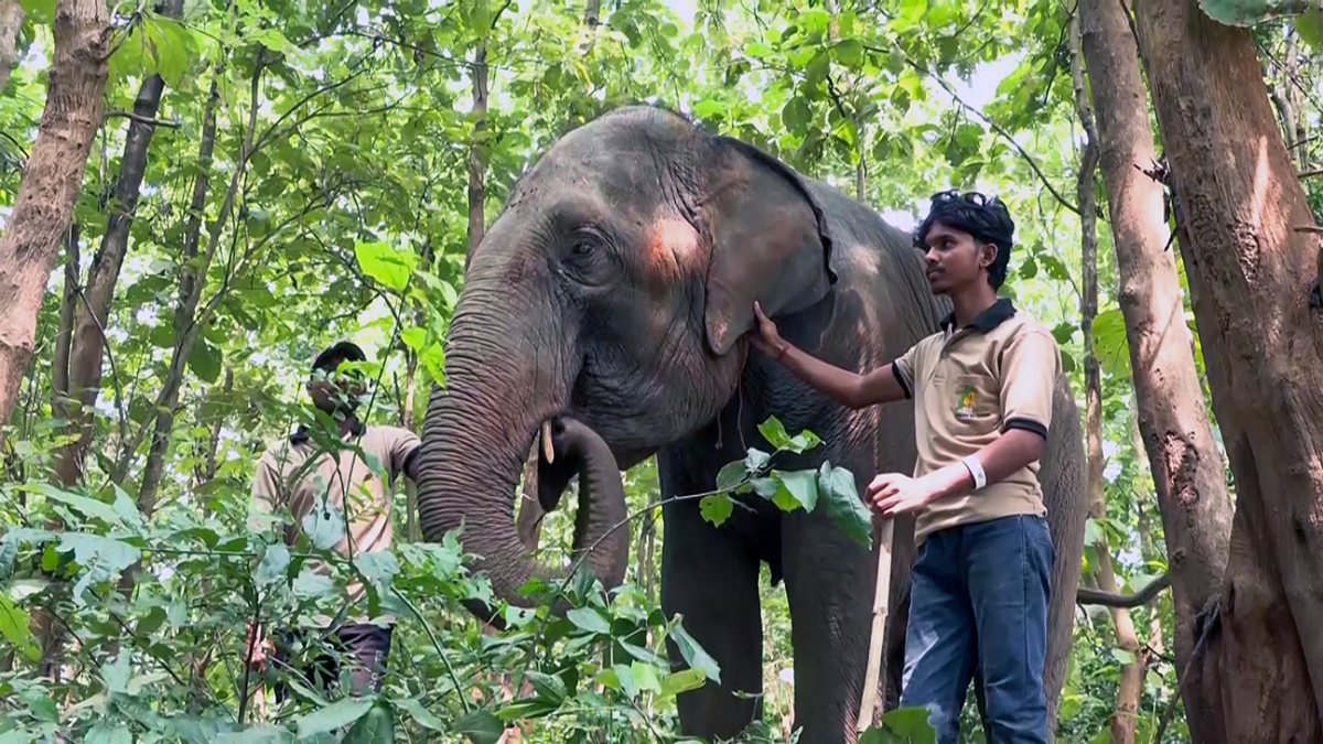 Elephant seen with workers at Chandaka wildlife training centre