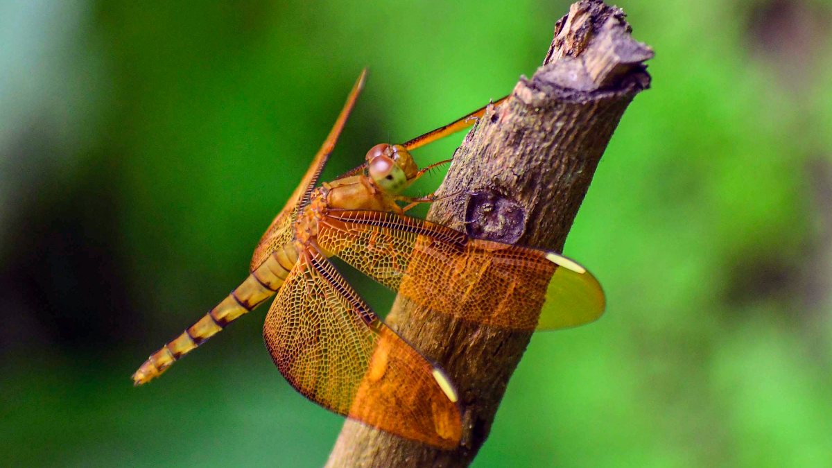 Dragonfly rests on stem in Nagaon
