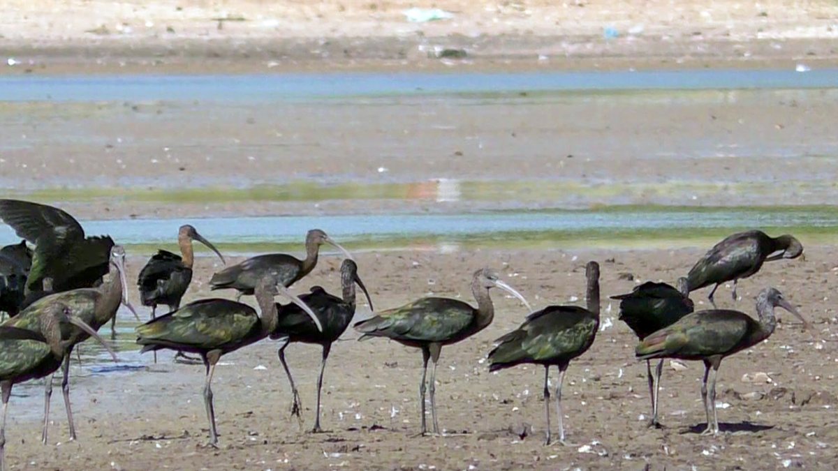 Waterbirds flock to Perungulam village ponds in Thoothukudi