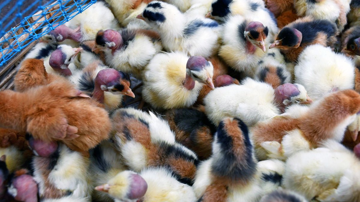 Colourful chicks in a basket for sale in Prayagraj