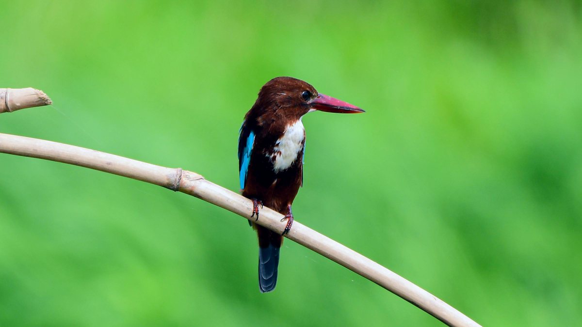 Kingfisher perches on tree branch in Assam