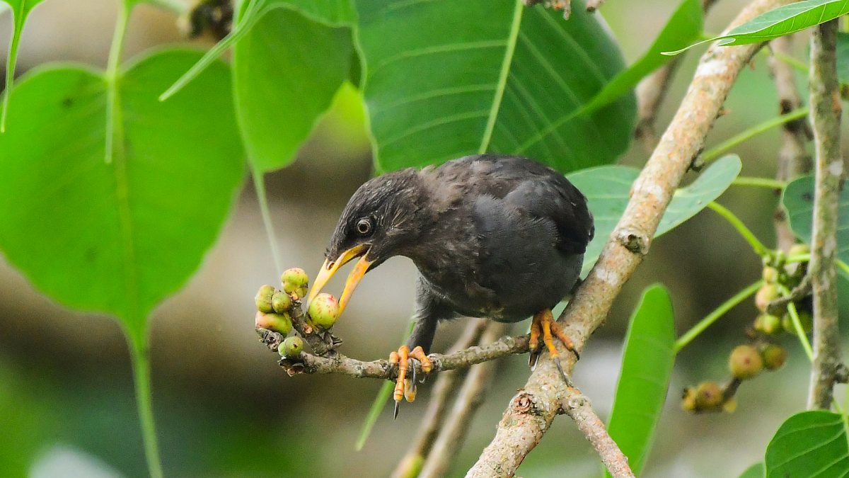 Javan myna perches on branch with fruit in Nagaon