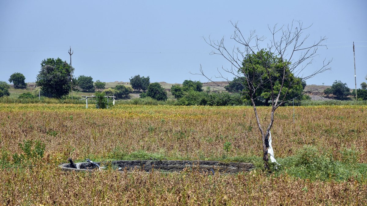 Drought hits soybean farm in Akola village