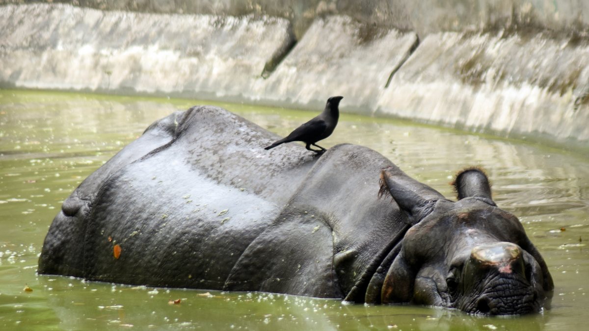 One-horned rhino cools off in Kolkata zoo enclosure