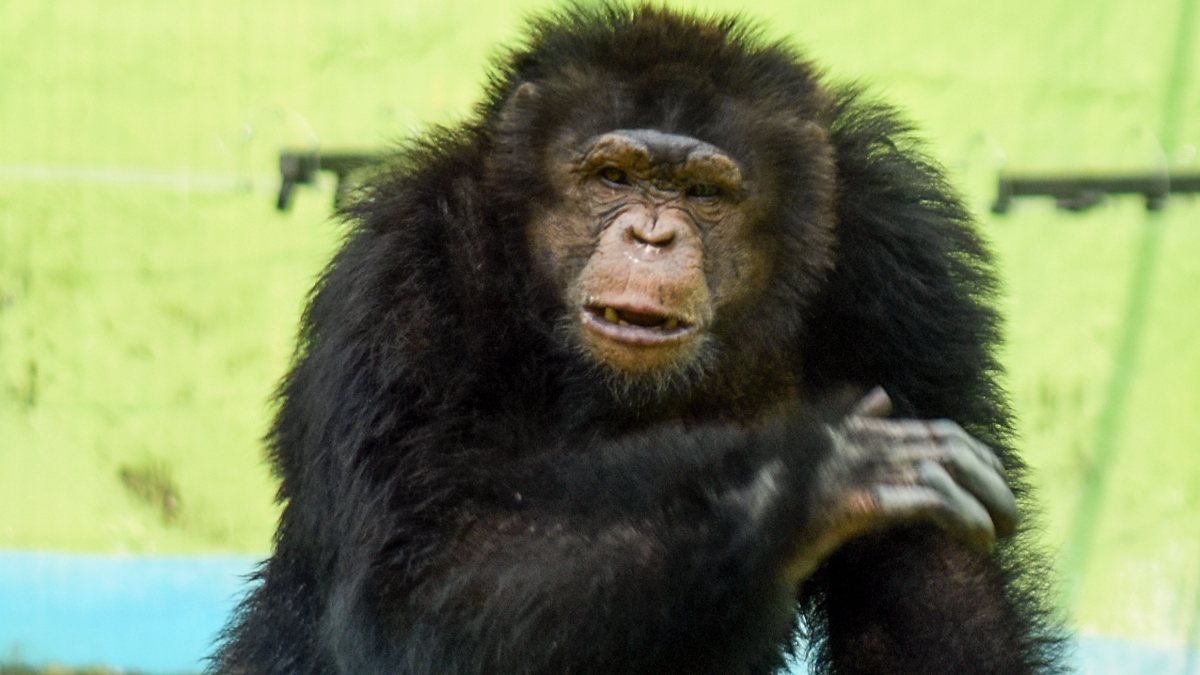 Chimpanzee at open-air enclosure in Kolkata zoo