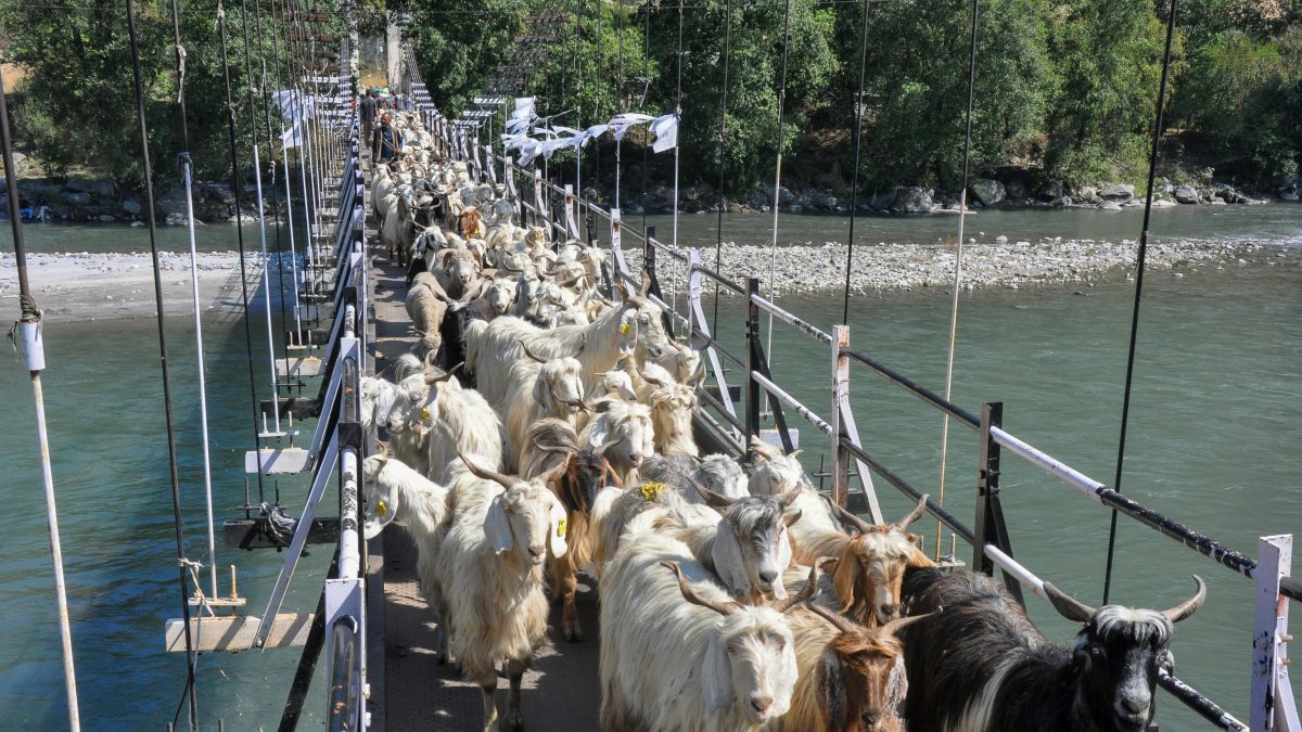 Mountain goats cross suspension bridge in Kullu