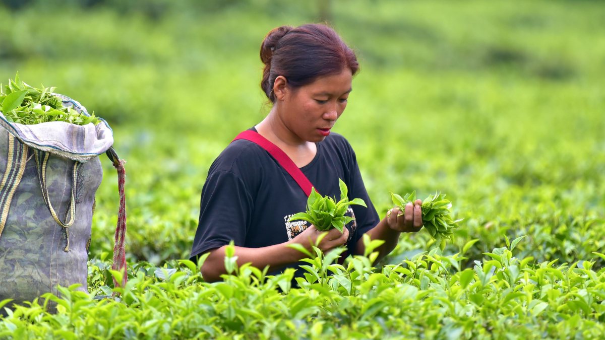 Tribal woman plucks tea leaves in Nagaland tea garden